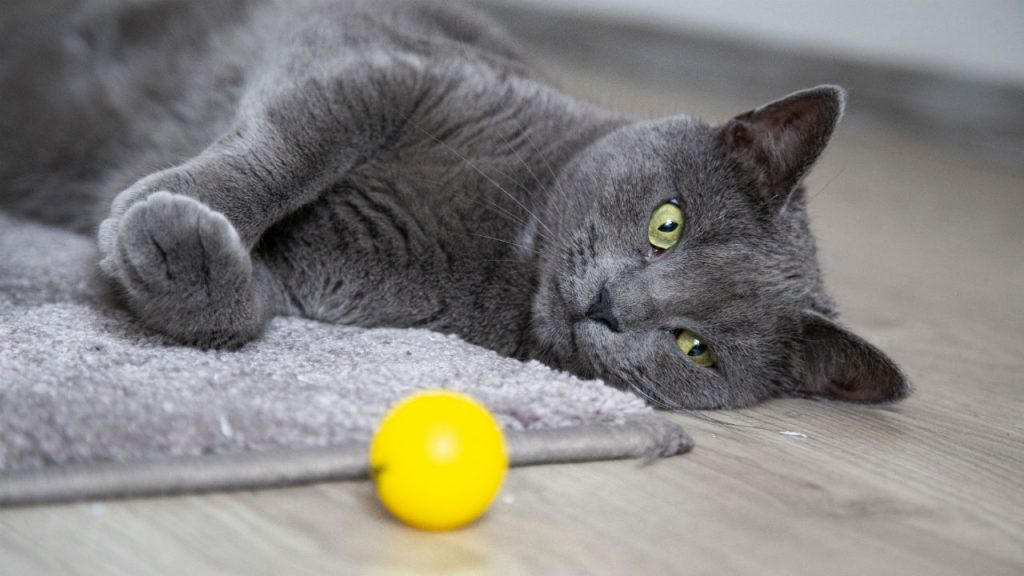 feliway