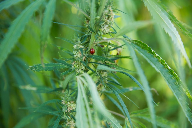 CBD capsules kun je gebruiken voor medische doeleinden