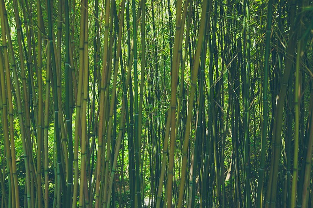 bamboo-828703_640